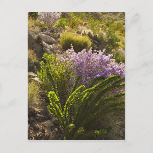 Cartão Postal plantas do deserto de Chihuahuan em flor