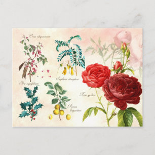 Cartão Postal Plantas floradas ilustradas
