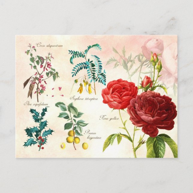Cartão Postal Plantas floradas ilustradas (Frente)