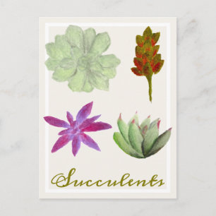 Cartão Postal Plantas Suculentas Desenhos a Lápis de Cor Postcar