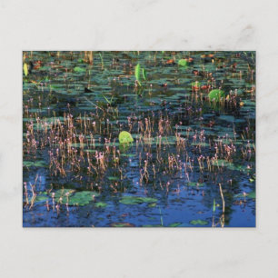 Cartão Postal Plantas úmidas do Parque Natural da Fauna Selvagem