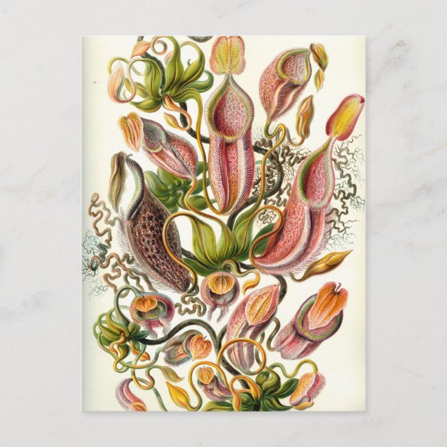 Cartão Postal Plantas Vintage Pitcher (Frente)