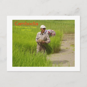 Cartão Postal Plântulas de arroz que transplantam o Camboja