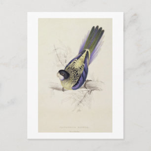 Cartão Postal Platycercus Brownii, ou Brown's Parrakeet (Placa 2