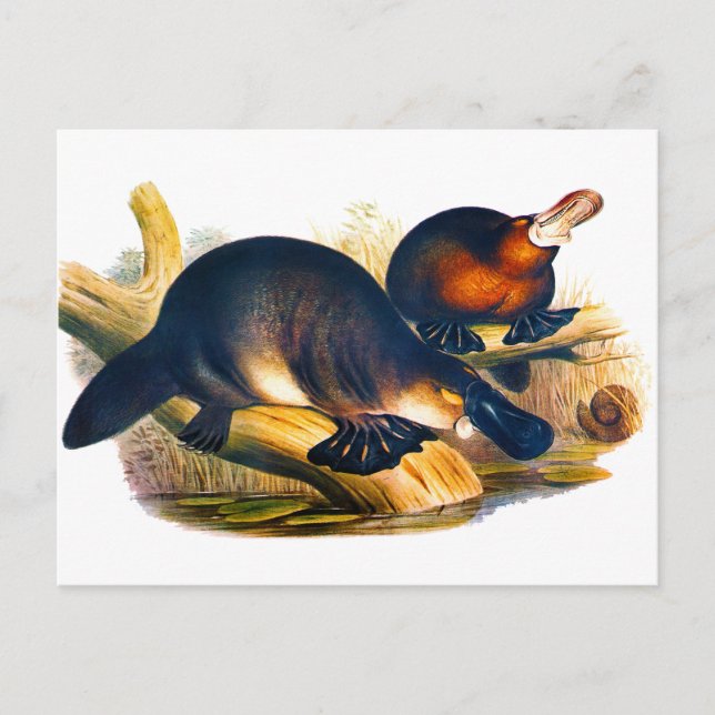 Cartão Postal Platypus (Frente)