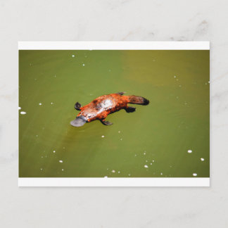 CARTÃO POSTAL PLATYPUS EUNGELLA NATIONAL PARK AUSTRÁLIA