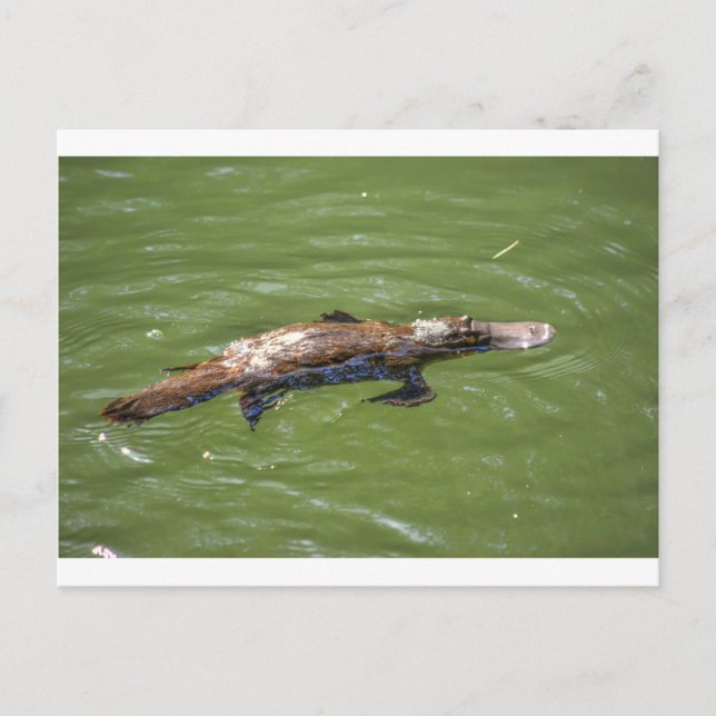CARTÃO POSTAL PLATYPUS QUEENSLAND AUSTRÁLIA (Frente)