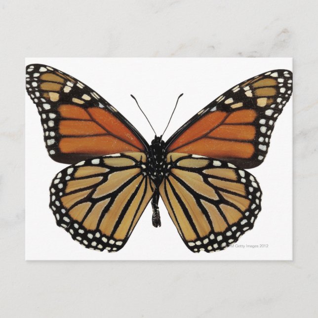 Cartão Postal Plexippus Danaus Butterfly (Frente)