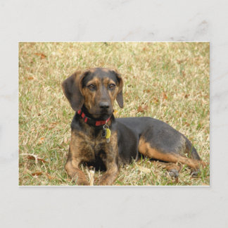 Cartão Postal Plott Hound