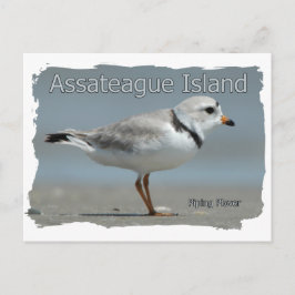 Cartão Postal Plover Assateague Island