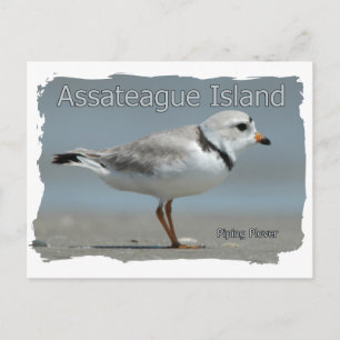 Cartão Postal Plover Assateague Island