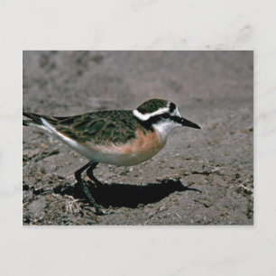 Cartão Postal Plover de Kittlitz