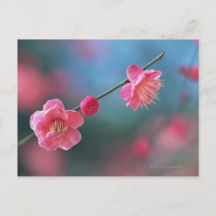 Cartão Postal Plum 4 japonês