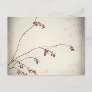Cartão Postal Plum Tree Branch with Spring Buds   Seabeck, WA