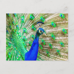 Cartão Postal Plumagem de Peacock