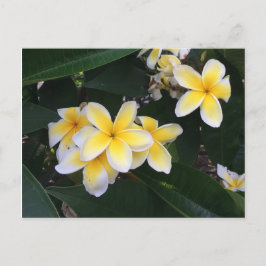 Cartão Postal Plumeria