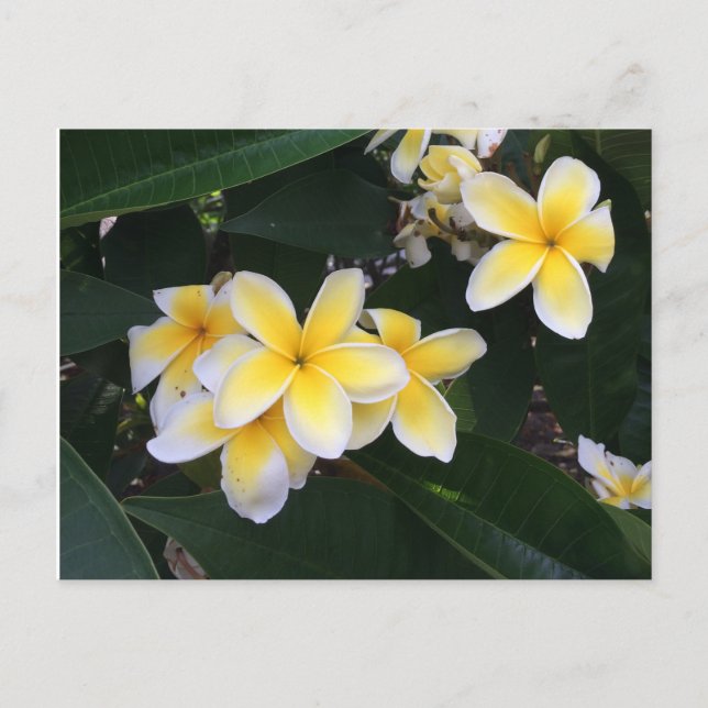Cartão Postal Plumeria (Frente)