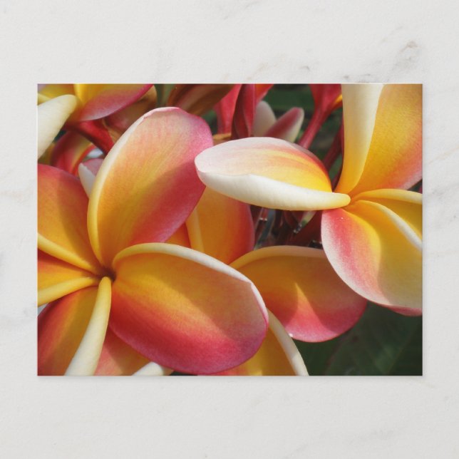 Cartão Postal plumeria (Frente)