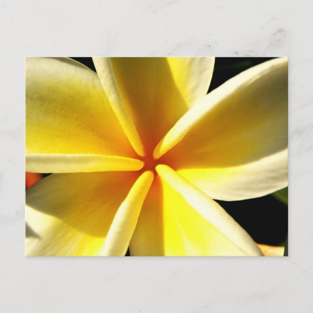 Cartão Postal plumeria (Frente)