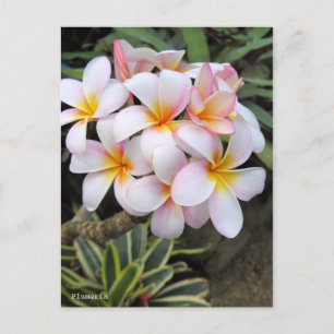 Cartão Postal Plumeria [Cartão postal]