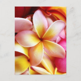 Cartão Postal Plumeria Frangipani Hawaii Flor Vazio Personalizad