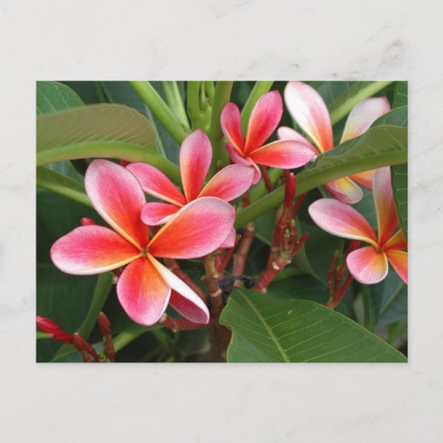Cartão Postal Plumeria Postcard (Frente)