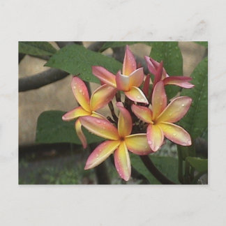 Cartão Postal Plumeria Postcard