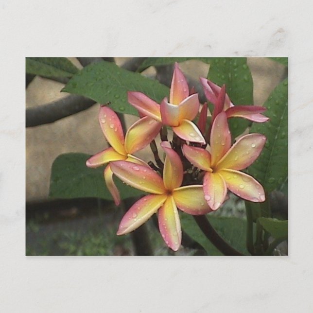 Cartão Postal Plumeria Postcard (Frente)