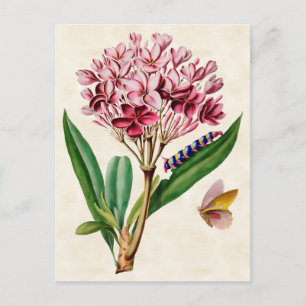 Cartão Postal Plumeria Rosa Botânica Vintage