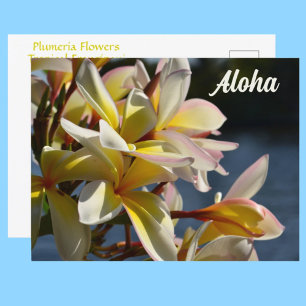 Cartão Postal Plumeria Tropical Frangipani Flores Florais Aloha