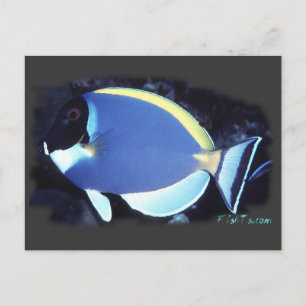 Cartão Postal Pó Blue Tang