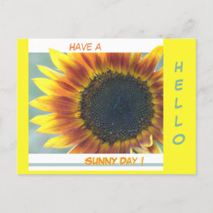 Cartão Postal Pó de girassol amarelo alaranjado. Cartão-postal H