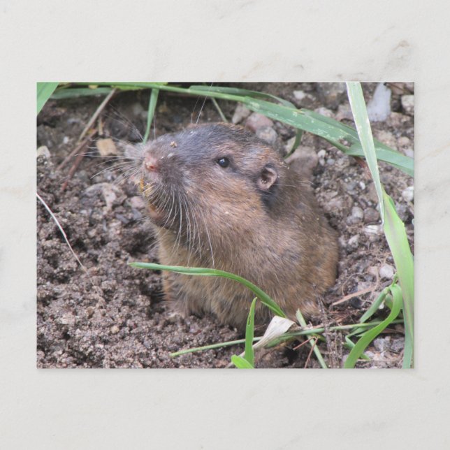 Cartão Postal Pocket Gopher (Frente)