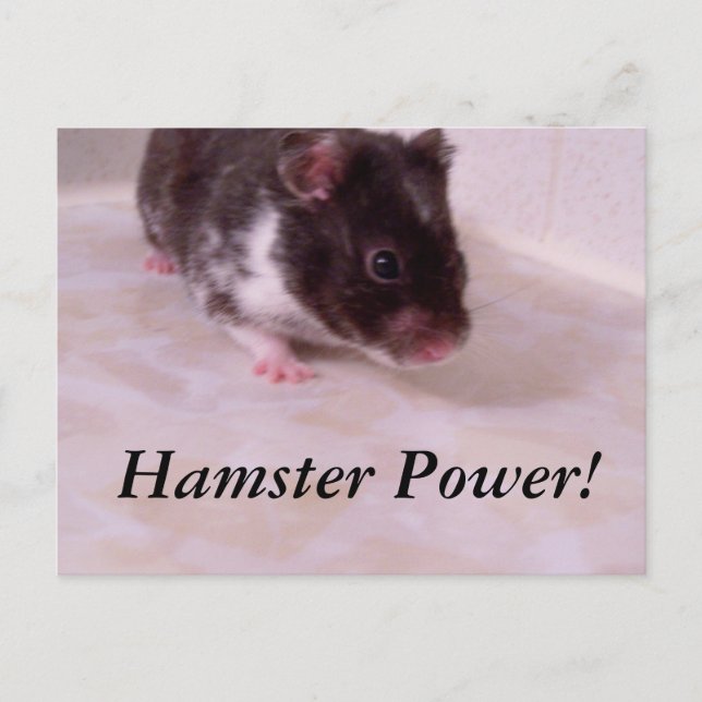 Cartão Postal Poder de Hamster Noah, Poder de Hamster! (Frente)