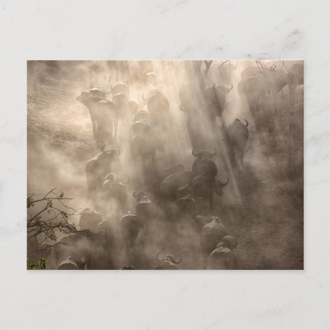 Cartão Postal Poeira de Buffalo (Frente)