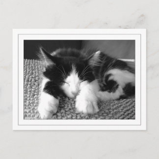 Cartão Postal Poes de angora turca