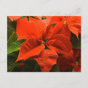 Cartão Postal Poinsettia