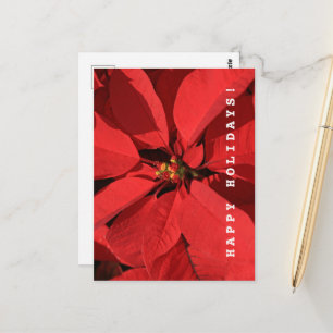 Cartão Postal Poinsettia Felizes Feriados