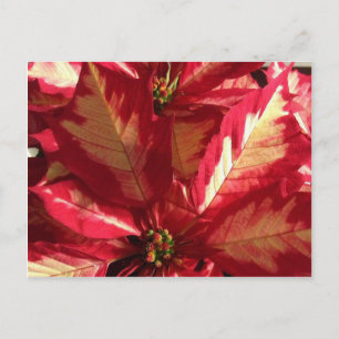 Cartão Postal Poinsettia Rosa