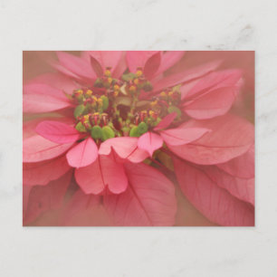 Cartão Postal Poinsettias com Rubor Rosa Arte Digital