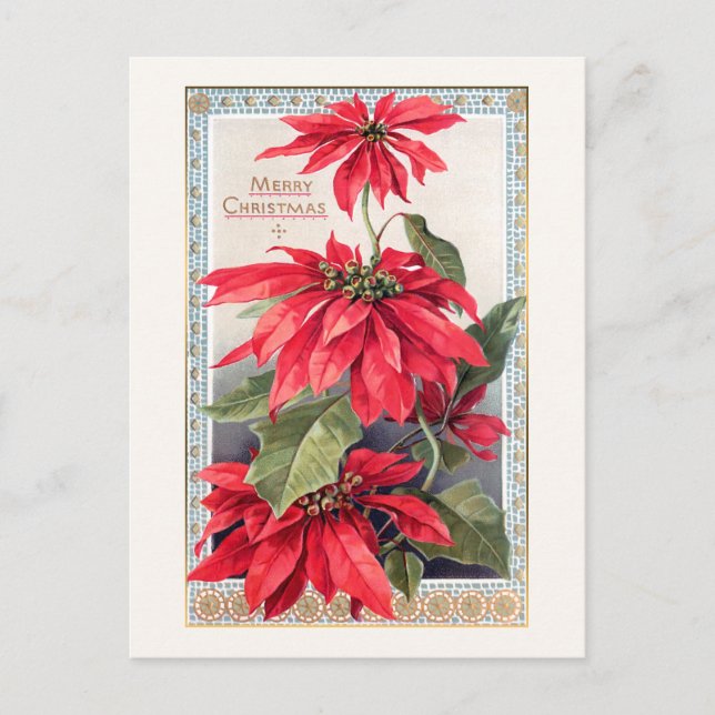 Cartão Postal Poinsettias Elegantes em Quadro Decorativo Dourado (Frente)