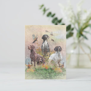 Cartão Postal Pointer Alemão de Pelo Curto (GSP), uma caça ao fa
