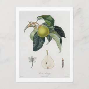 Cartão Postal Poire d'ange, gravada por Bocourt, publicada em 17