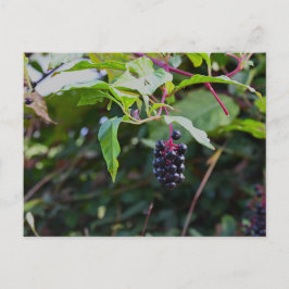 Cartão postal Pokeweed Berries
