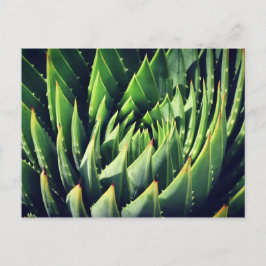 Cartão Postal Pokey Succulent