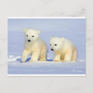 Cartão postal Polar Bear
