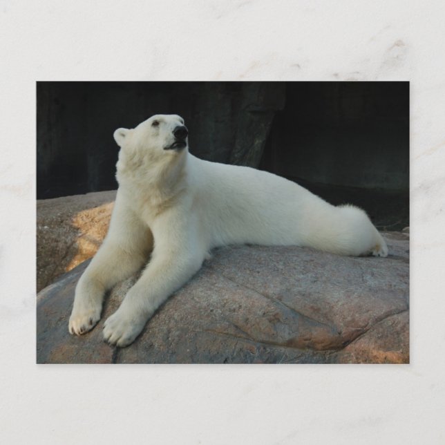 Cartão postal Polar Bear (Frente)