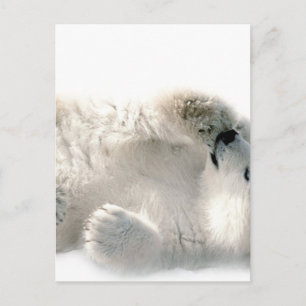 Cartão Postal Polar Bear Cub Cub Ártico Ártico Congelado Inverno