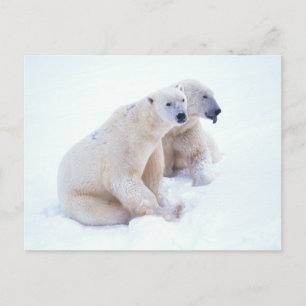 Cartão Postal Polar Bear Duo