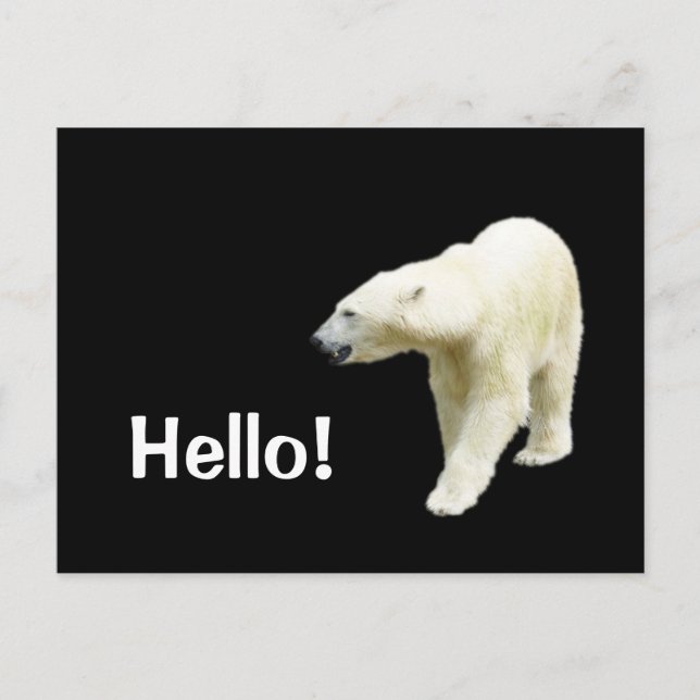 Cartão Postal Polar Bear em Black Hello (Frente)